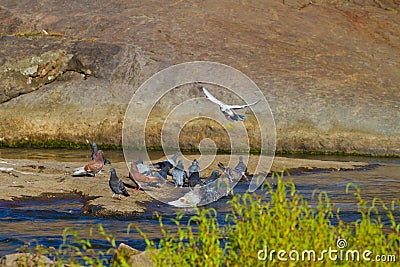 Wild pigeons bath, rest on a stone and drink fresh water from a river with fast flow, quiet and peaceful morning Stock Photo