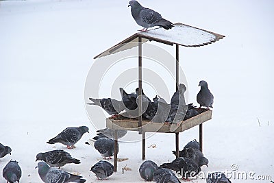 Wild pigeons in the feeder Stock Photo