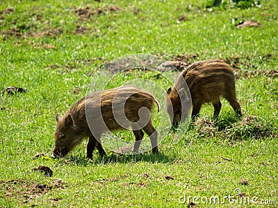 Wild piglets Stock Photo