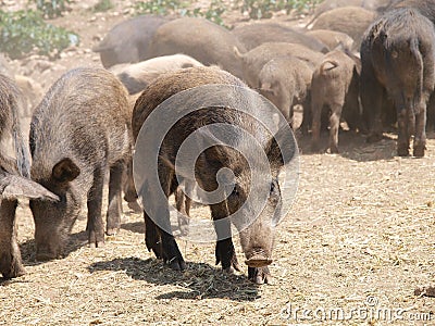 Wild pigs Stock Photo