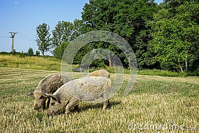 Wild pigs on the farm. Stock Photo