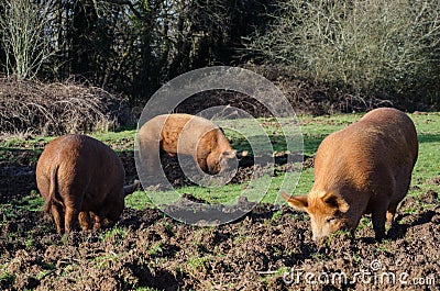Wild Pigs foraging Stock Photo