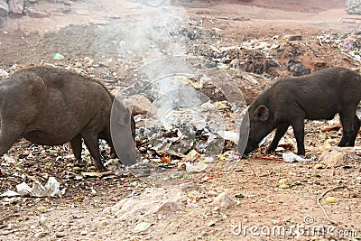 Wild pigs on street feeding in trash Stock Photo