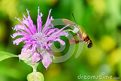 Hummingbird moth and bee baum flower Stock Photo