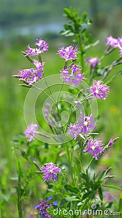 Vertical, wild pink carnations in a field in the wind. closeup Stock Photo