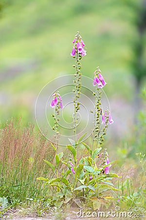 Wild pink flower Purple foxgloves, Digitalis purpurea Stock Photo