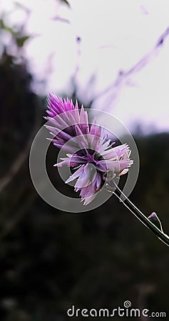 wild pink flower on streets of india during evening Editorial Stock Photo
