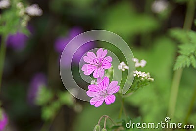 Wild pink flowers Stock Photo