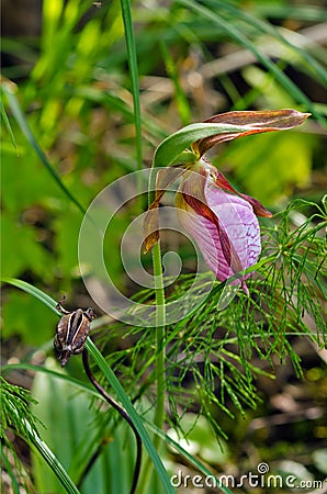 Wild Pink Ladys Slipper (Cypripedium acaule) Stock Photo