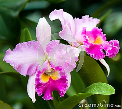 Wild Pink Orchid Stock Photo