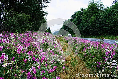 Wild pink purple roadside flowers on highway Stock Photo