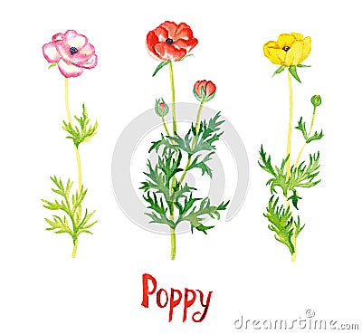 Wild pink, red and yellow poppy flowers collection isolated on white hand painted watercolor illustration Cartoon Illustration
