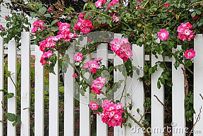 Wild pink roses growing on a white picket fence with flower garden showing through Stock Photo