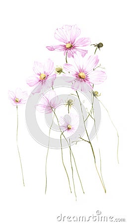 Wild pink watercolor flower isolated on white background Stock Photo