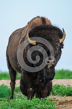 Wild Plains Bison (Bison bison bison) Stock Photo