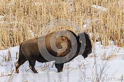 Wild Plains Bison Stock Photo