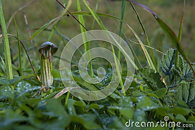 A wild plant called candilejo, Arisarum vulgare Stock Photo