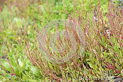 Wild plant named curled dock Stock Photo