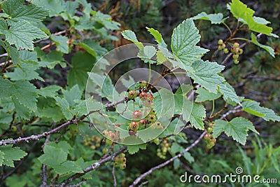 Ribes alpinum - wild plant Stock Photo