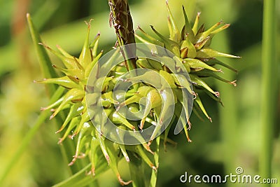 Carex flava - Wild plant shot in the spring Stock Photo