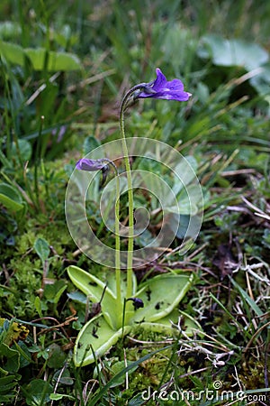 Pinguicula balcanica - Wild plant shot in the spring. Stock Photo