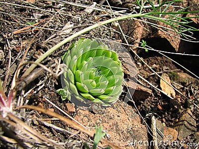 A wild plant Orostachys spinosa Stock Photo