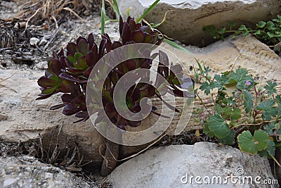 Wild plant between round natural stones, Israel Stock Photo