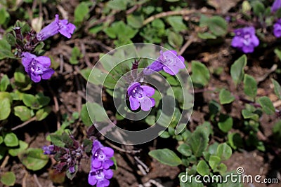 Clinopodium alpinum - Wild plant shot in the summer. Stock Photo