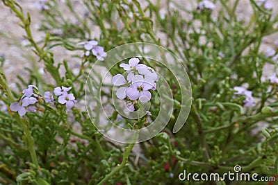 Cakile maritima, Brassicaceae. Stock Photo