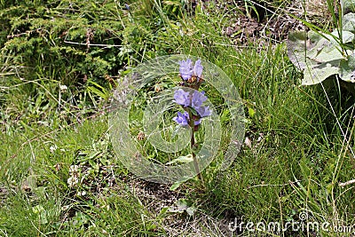 Campanula cervicaria - Wild plant shot in the summer. Stock Photo