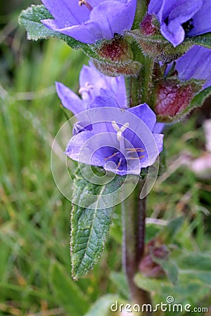 Campanula cervicaria - Wild plant shot in the summer. Stock Photo