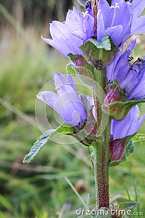 Campanula cervicaria - Wild plant shot in the summer. Stock Photo