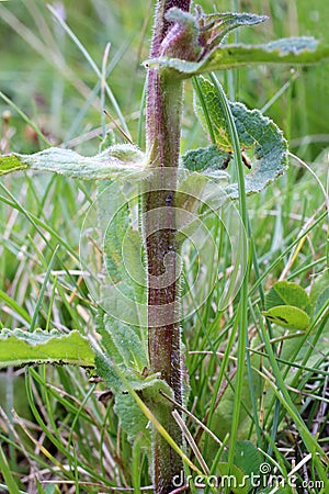 Campanula cervicaria - Wild plant shot in the summer. Stock Photo