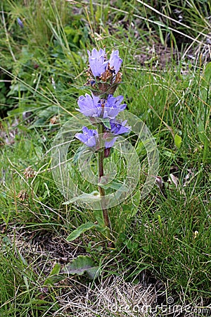 Campanula cervicaria - Wild plant shot in the summer. Stock Photo