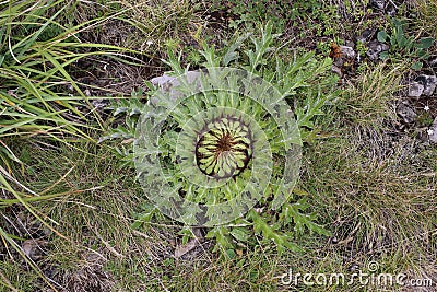 Carlina acanthifolia - Wild plant shot in the summer. Stock Photo