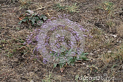 Limonium gmelinii, Plumbaginaceae. Stock Photo