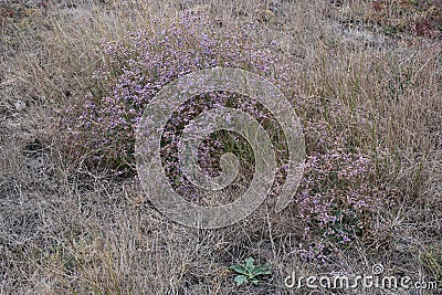 Limonium gmelinii, Plumbaginaceae. Stock Photo