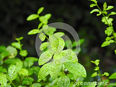 Naturaleza y gotas de lluvia Stock Photo