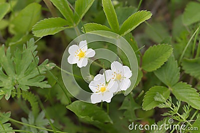 Blooming wild forest strawberries Fragaria vivridis Duch.. View from above Stock Photo