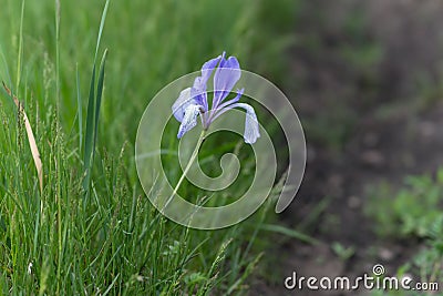 Blue flag or Siberian Iris lat. Iris sibirica grows on the side of a dirt road Stock Photo