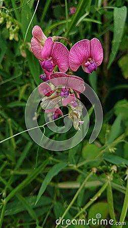 Wild Plants, fruit and Flowers. Nature Backgrounds Stock Photo