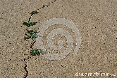 Wild plants on hard asphalt Stock Photo