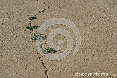 Wild plants on hard asphalt Stock Photo