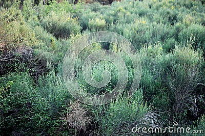 Wild flowers hay meadow in springtime. Stock Photo