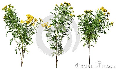 Cut out wild plants. Yellow wildflowers Stock Photo