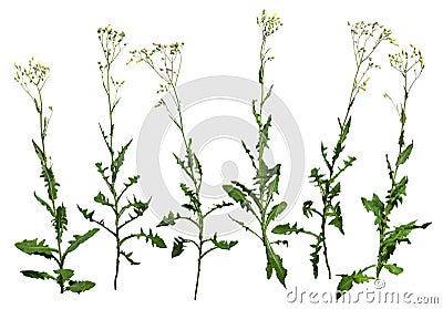 Cut out wild plants. Wildflowers. Wild lettuce Stock Photo