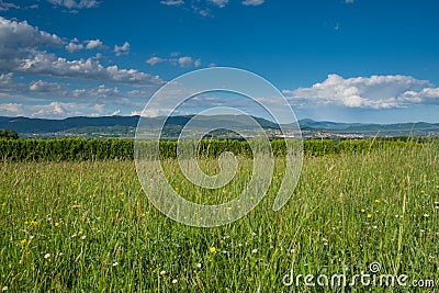 Wild plants meadow Stock Photo