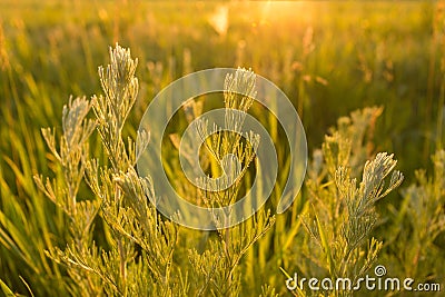 Wild plants at sunset Stock Photo