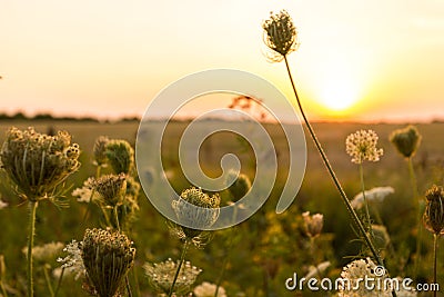 Wild plants Stock Photo