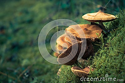 Wild poisonous toadstools grow in lush green moss with a soft background. Beautiful artistic layout with copy space Stock Photo